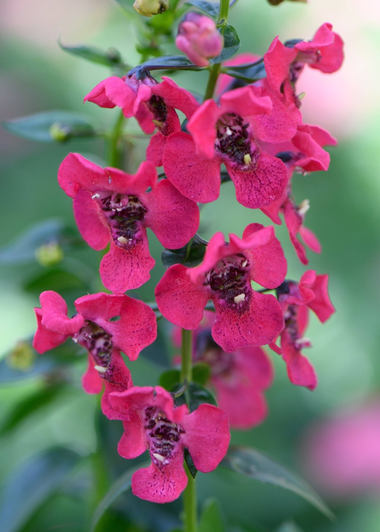 Hebe 'Wild Romance', Shrubby Veronica 'Wild Romance' in GardenTags plant  encyclopedia