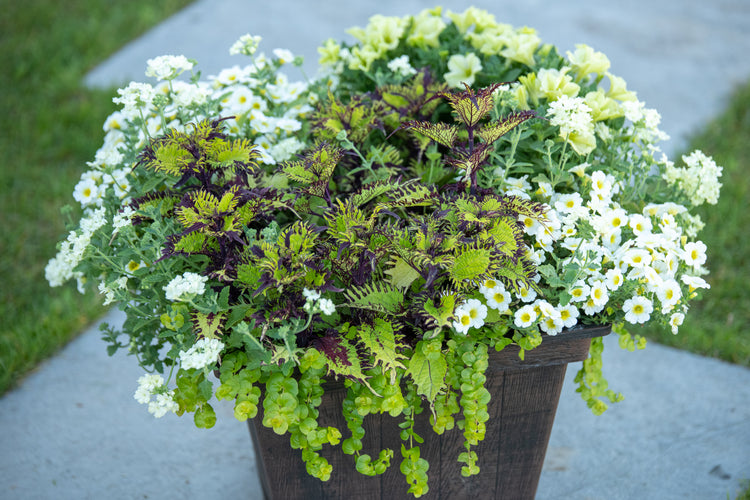 Impressions Dutch Heritage Gardens