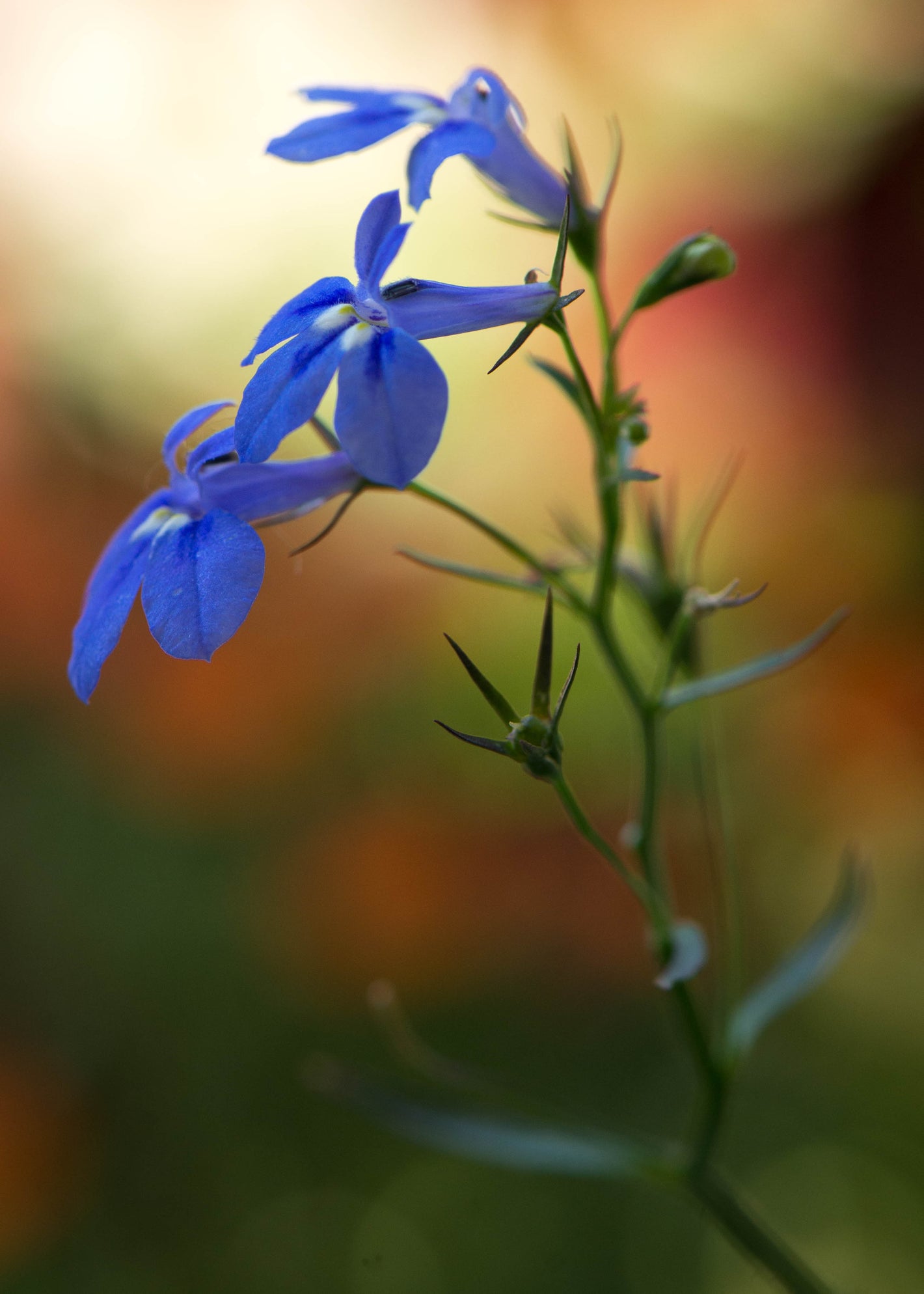 Hebe 'Wild Romance', Shrubby Veronica 'Wild Romance' in GardenTags plant  encyclopedia